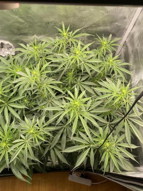 🦍🍪Gorilla Cookies FF# Phenohunt. Week 7