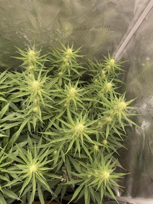 🦍🍪Gorilla Cookies FF# Phenohunt. Week 8