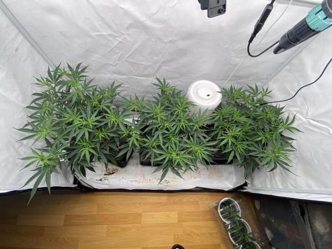 Gorilla coockies Pheno winner run. Week 6