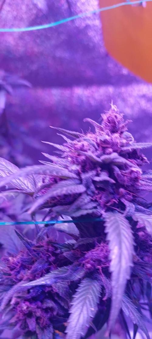 SENSI P KUSH
