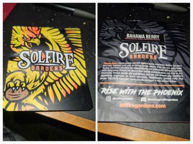Bahama Berry by SOLFIRE. Week 4 - seeds