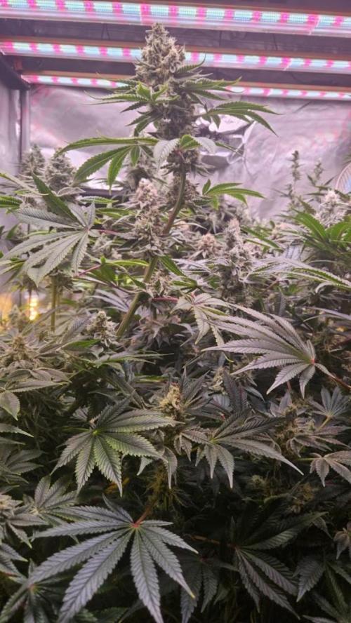 Bahama Berry by SOLFIRE. Week 4 - mother