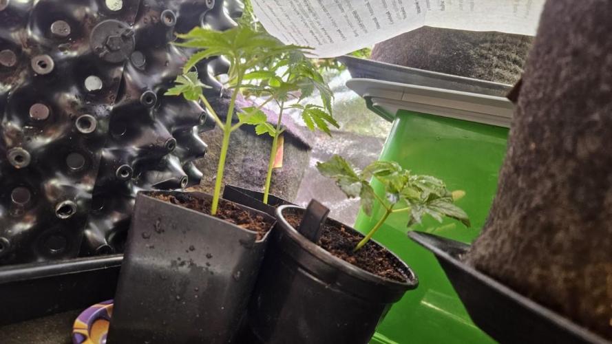 Bahama Berry by SOLFIRE. Week 4 - clones