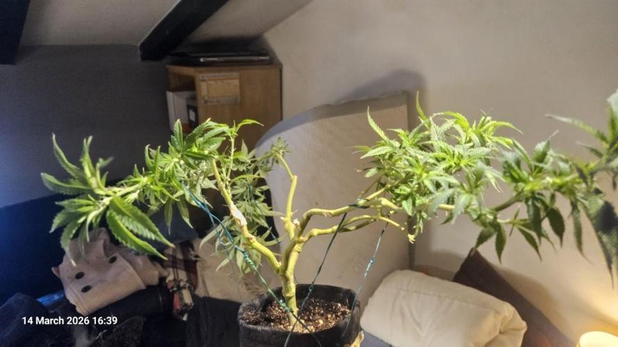 Bahama Berry by SOLFIRE. Week 4