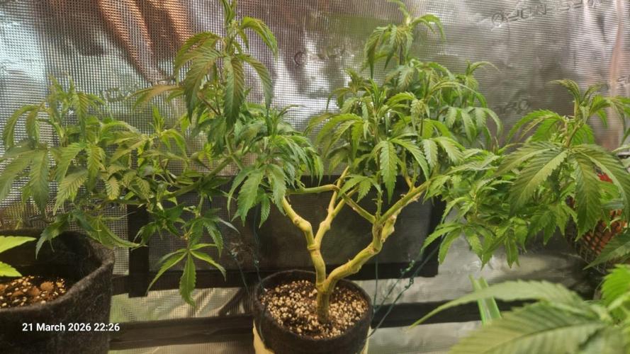 Bahama Berry by SOLFIRE. Week 4
