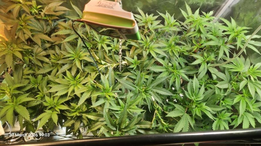 Bahama Berry by SOLFIRE. Week 5