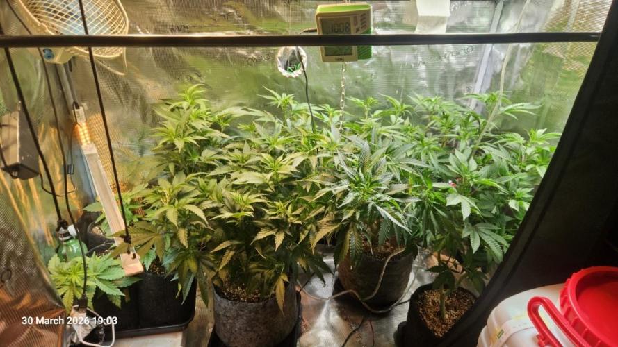 Bahama Berry by SOLFIRE. Week 5