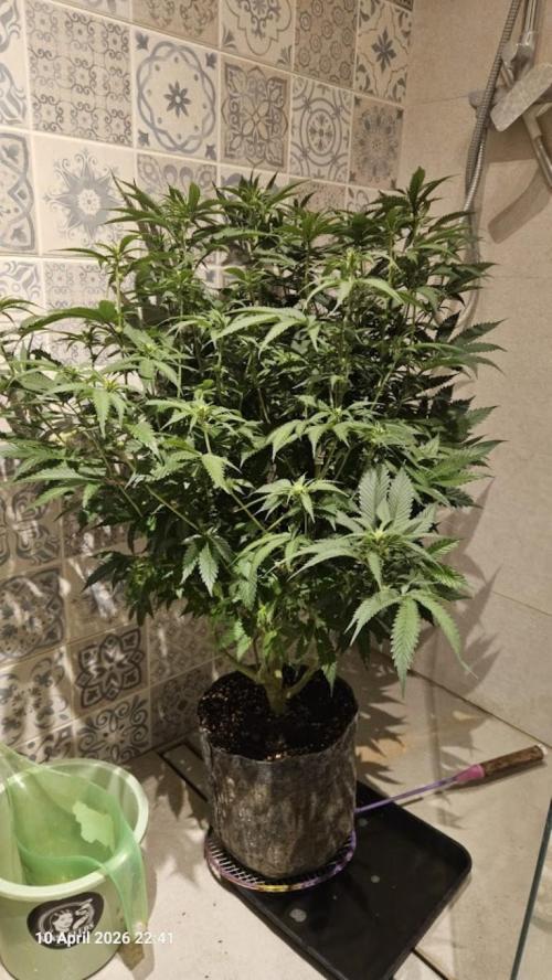 Bahama Berry by SOLFIRE. Week 5
