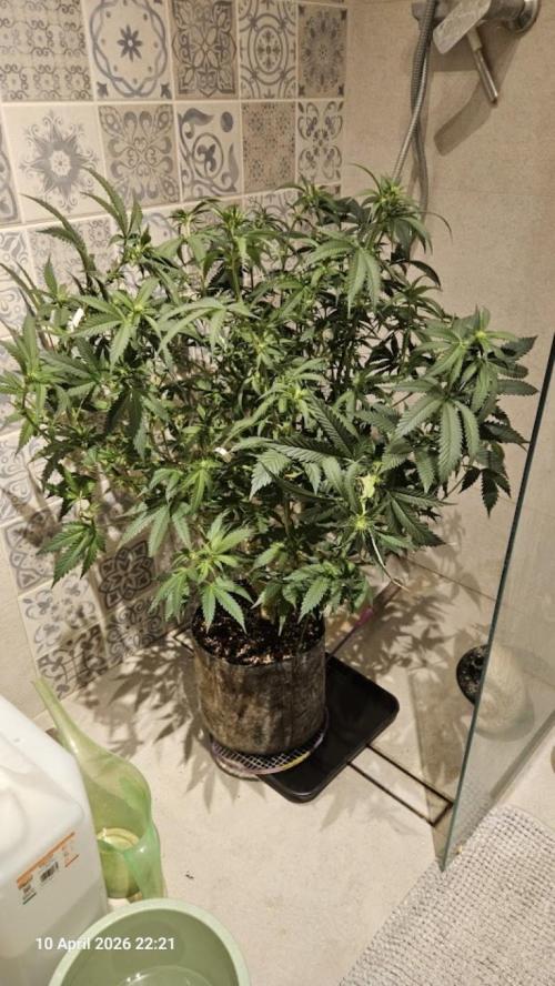 Bahama Berry by SOLFIRE. Week 5