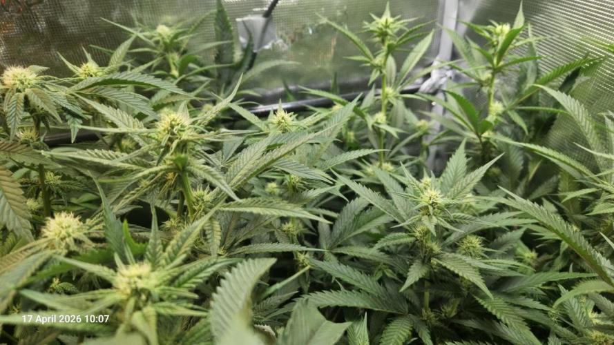 Bahama Berry. Week 7