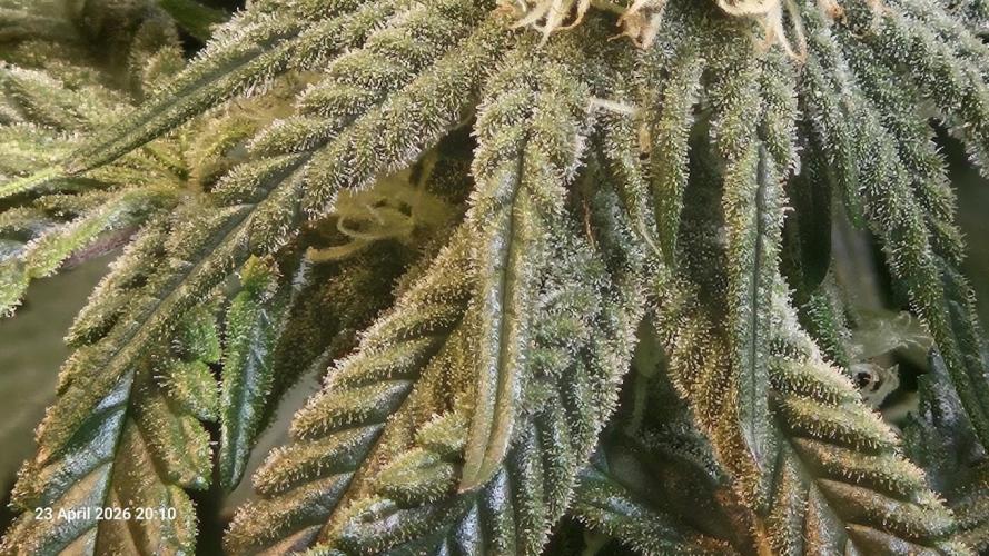 Bahama Berry by SOLFIRE. Week 7