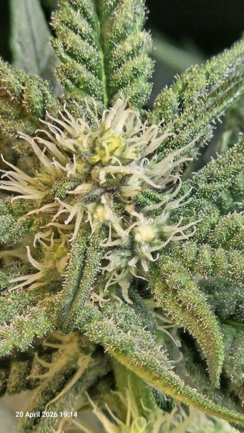Bahama Berry by SOLFIRE. Week 7