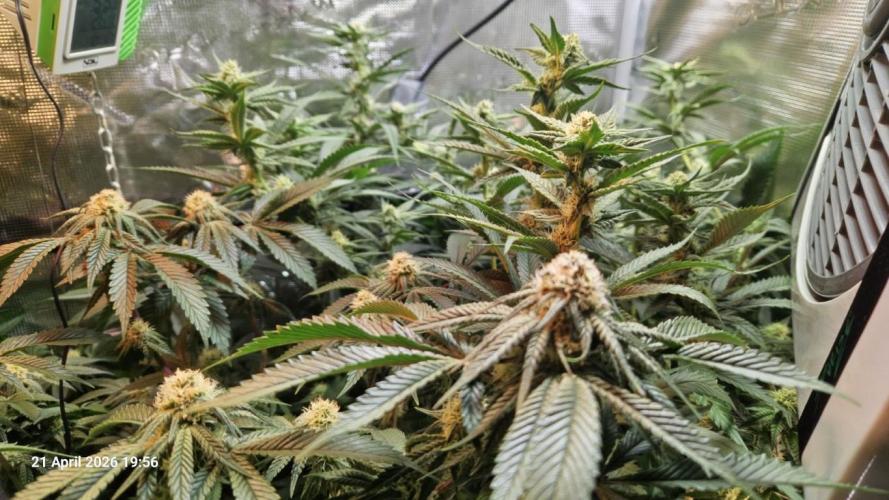 Bahama Berry by SOLFIRE. Week 7