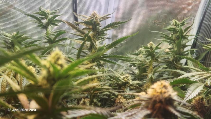 Bahama Berry by SOLFIRE. Week 7