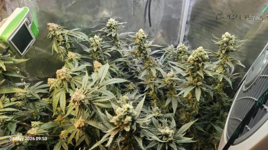Bahama Berry by SOLFIRE. Week 8