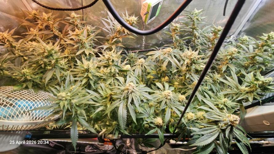Bahama Berry by SOLFIRE. Week 8