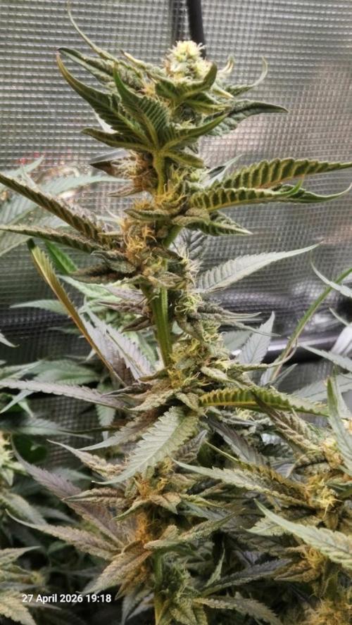 Bahama Berry by SOLFIRE. Week 8