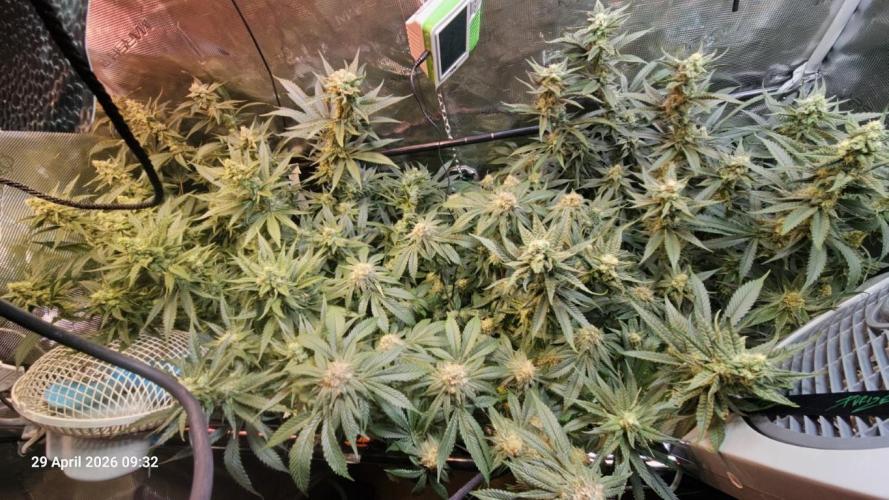 Bahama Berry by SOLFIRE. Week 8