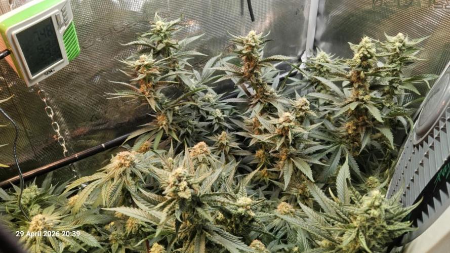 Bahama Berry by SOLFIRE. Week 8