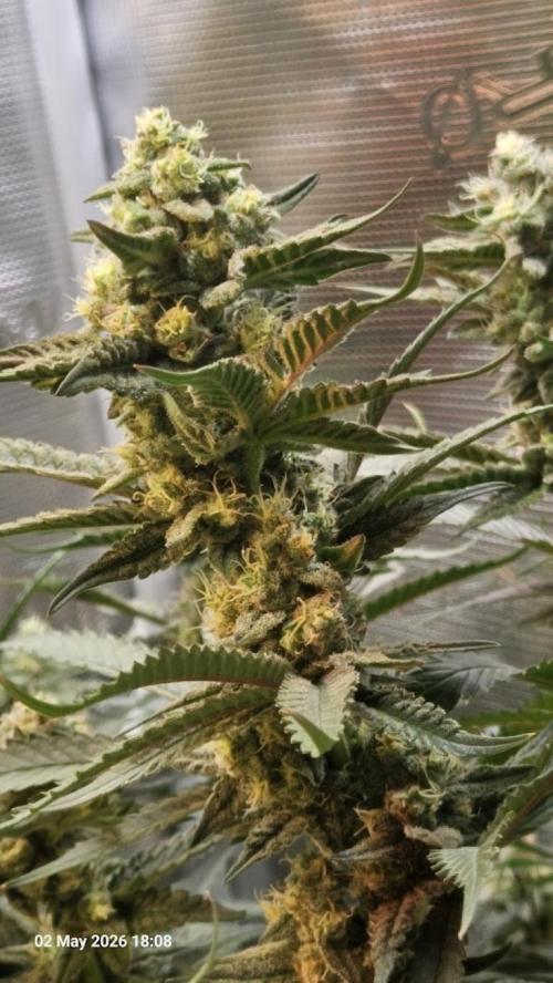 Bahama Berry by SOLFIRE. Week 8