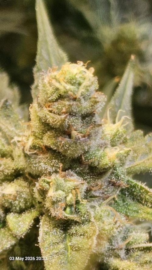 Bahama Berry by SOLFIRE. Week 8