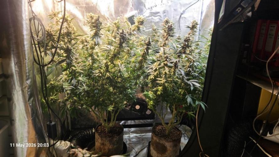 Bahama Berry by SOLFIRE. Week 9
