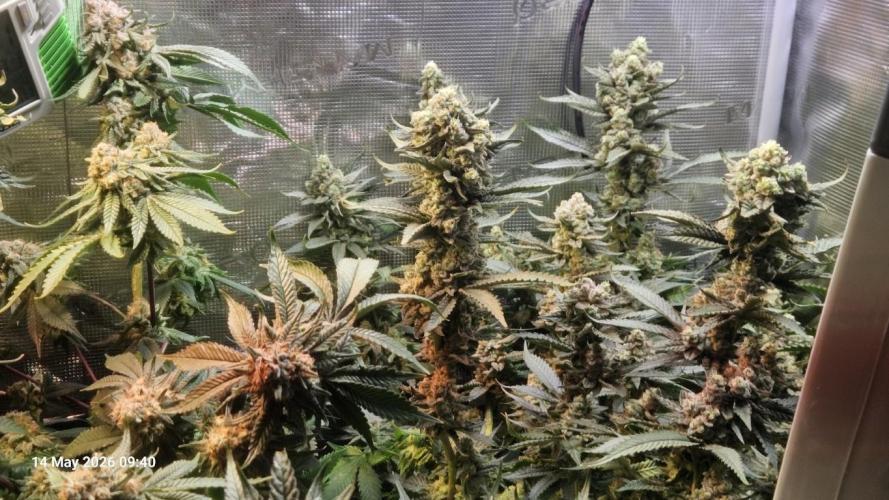 Bahama Berry by SOLFIRE. Week 9