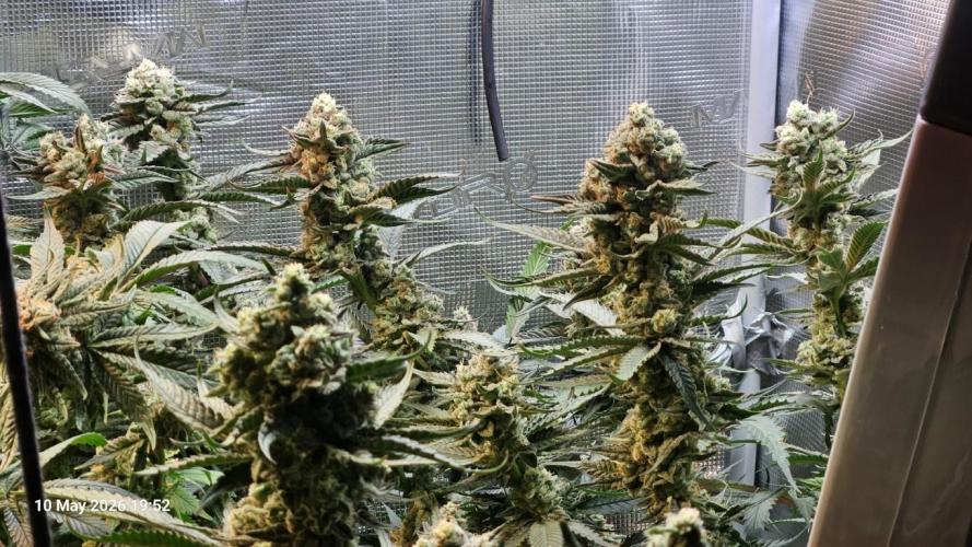 Bahama Berry by SOLFIRE. Week 9
