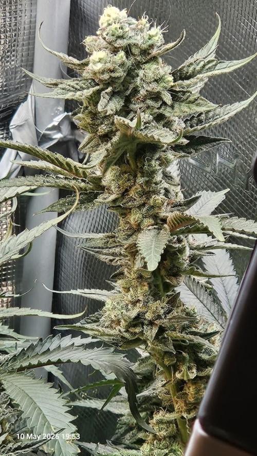 Bahama Berry by SOLFIRE. Week 9
