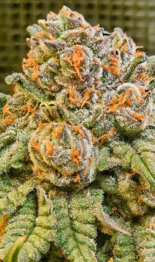 Bahama Berry by SOLFIRE. Week 10