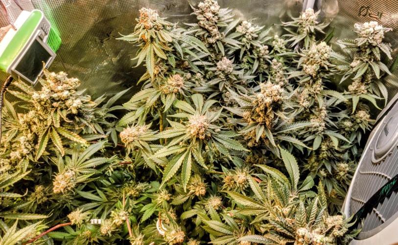 Bahama Berry by SOLFIRE. Week 10