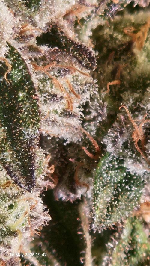 Bahama Berry by SOLFIRE. Week 10