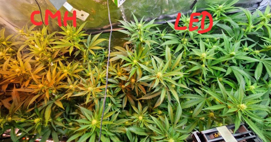 Bahama Berry by SOLFIRE. Week 6