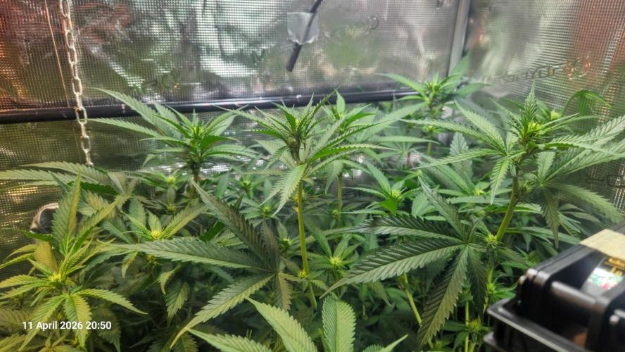 Bahama Berry by SOLFIRE. Week 6