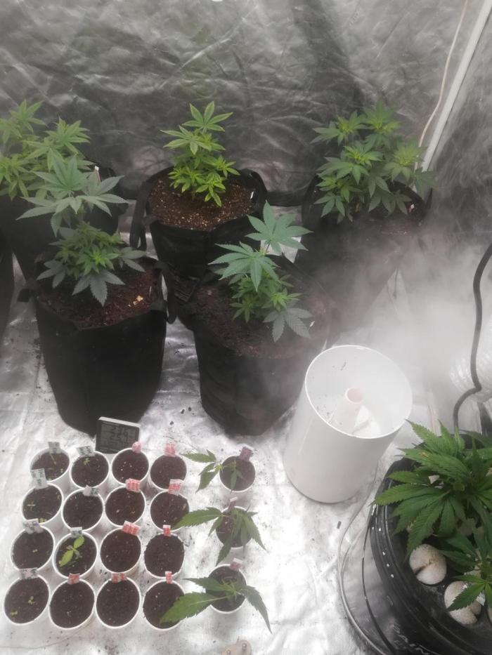 1st run under Lucius 240w quantum board. Week 1 - Plants arrived from the plant-sitter. 
