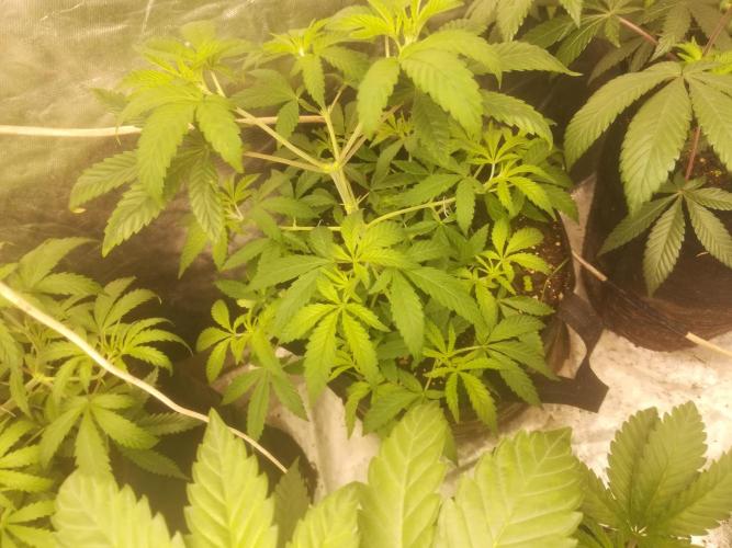 1st run under Lucius 240w quantum board. Week 2