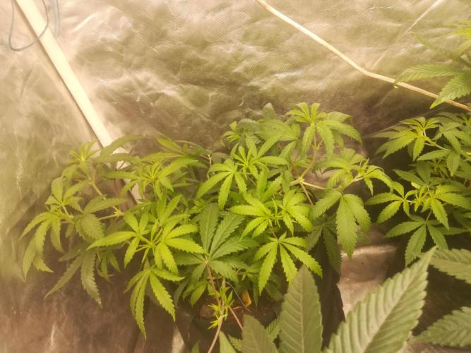 1st run under Lucius 240w quantum board. Week 2