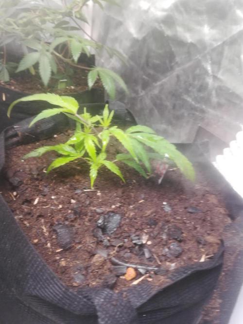 1st run under Lucius 240w quantum board. Week 2