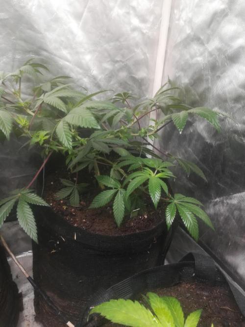 1st run under Lucius 240w quantum board. Week 2