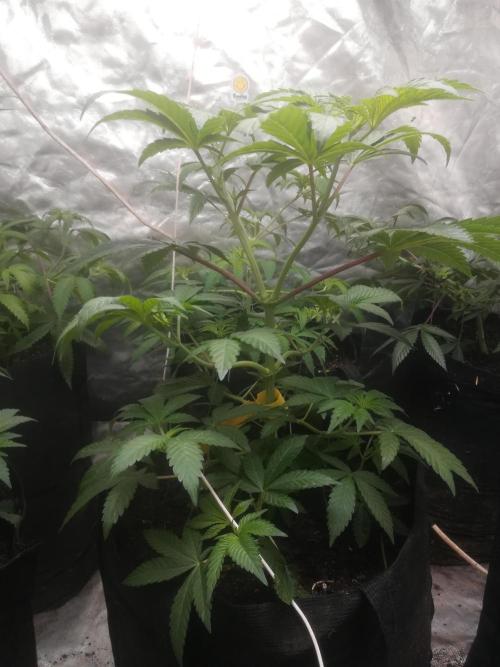 1st run under Lucius 240w quantum board. Week 2