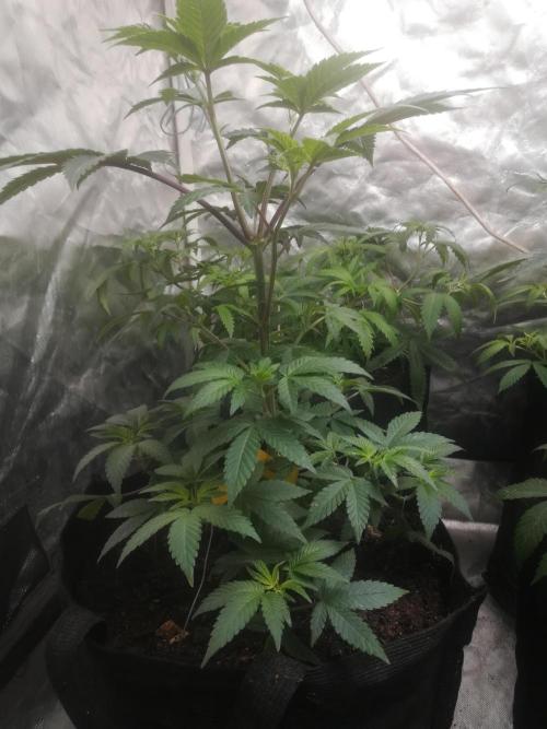 1st run under Lucius 240w quantum board. Week 2