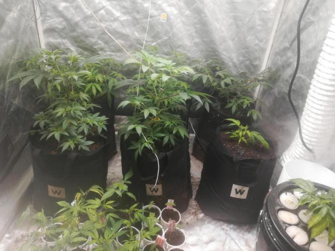 1st run under Lucius 240w quantum board. Week 2