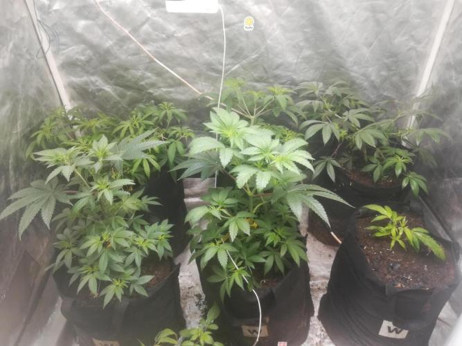 1st run under Lucius 240w quantum board. Week 2