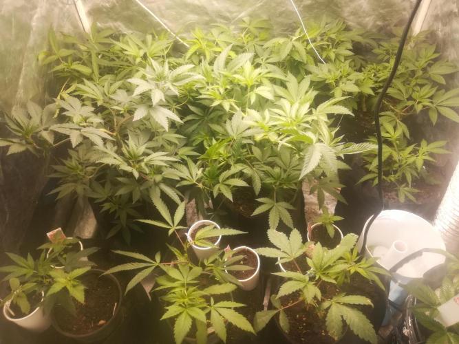 1st run under Lucius 240w quantum board. Week 3