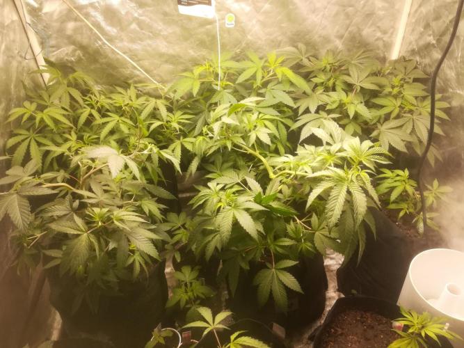 1st run under Lucius 240w quantum board. Week 3