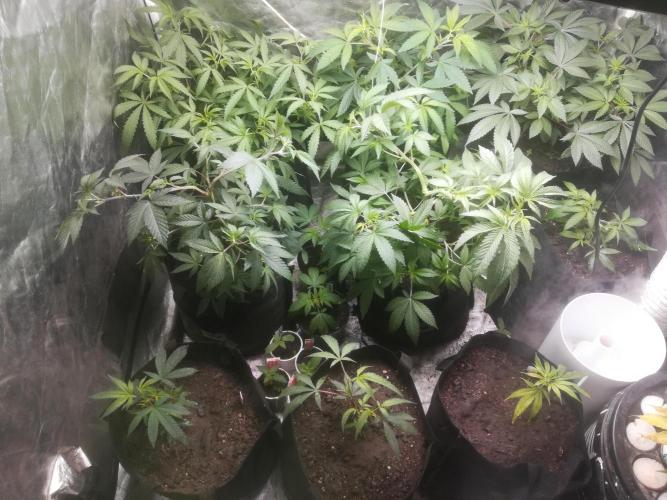 1st run under Lucius 240w quantum board. Week 3