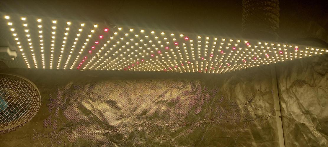 1st run under Lucius 240w quantum board. Week 4