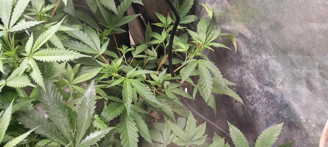 1st run under Lucius 240w quantum board. Week 4