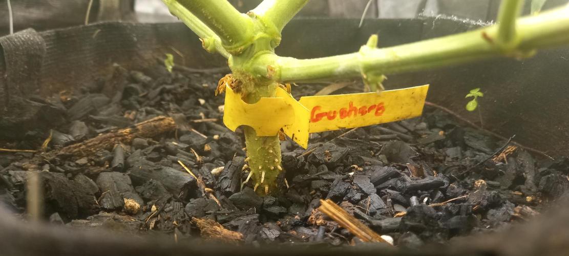 1st run under Lucius 240w quantum board. Week 4