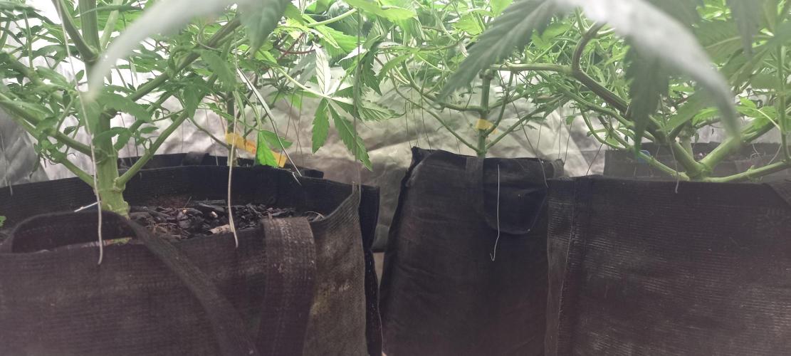 1st run under Lucius 240w quantum board. Week 4